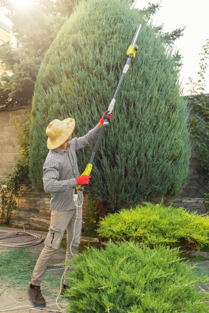 How Our Tree Care Process Works  in Orosi, CA